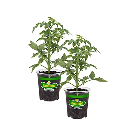 Bonnie Plants 19.3 oz. Better Boy Tomato Plants, 2-Pack