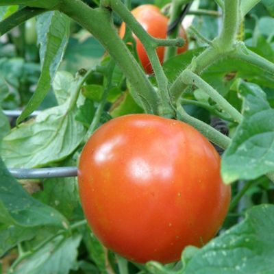 Image showing  19.3 oz. Better Boy Tomato Plants, 2 pk.