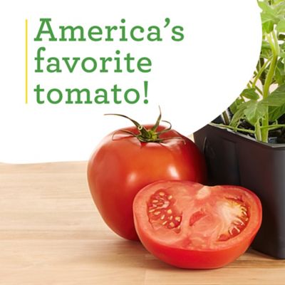 Image showing  19.3 oz. Better Boy Tomato Plants, 2 pk.