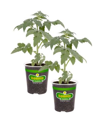 Bonnie Plants 19.3 oz. Big Boy Tomato Plants, 2-Pack