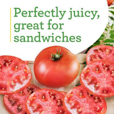 Image showing  19.3 oz. Big Boy Tomato Plants, 2 pk.