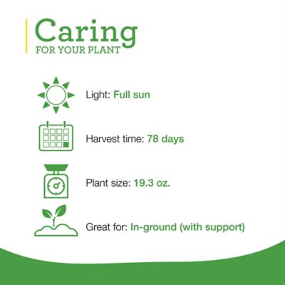 Image showing  19.3 oz. Big Boy Tomato Plants, 2 pk.