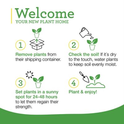 Image showing 9 th Bonnie Plants 19.3 oz. Big Boy Tomato Plants, 2 pk.