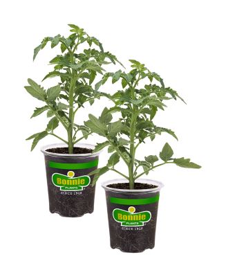 Bonnie Plants German Queen Tomato 19.3 oz. 2-pack