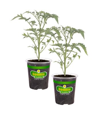 Bonnie Plants 19.3 oz. Yellow Cherry Tomato Plants, 2-Pack