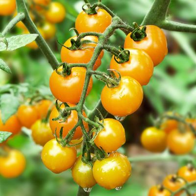 Image showing  19.3 oz. Yellow Cherry Tomato Plants, 2 pk.
