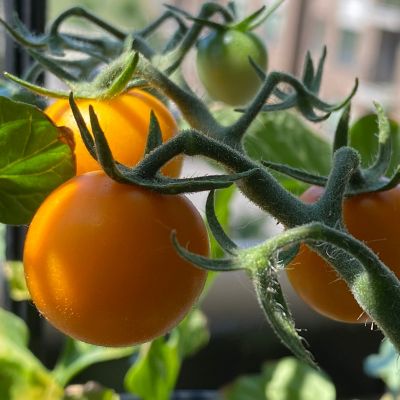 Image showing  19.3 oz. Yellow Cherry Tomato Plants, 2 pk.