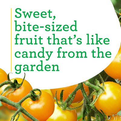 Image showing  19.3 oz. Yellow Cherry Tomato Plants, 2 pk.