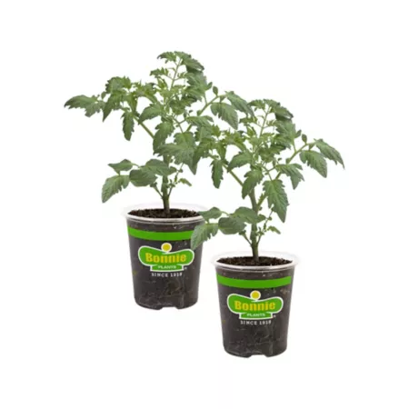 Bonnie Plants 19.3 oz Husky Cherry Tomato Plants 2 Pack Vegetable Plants