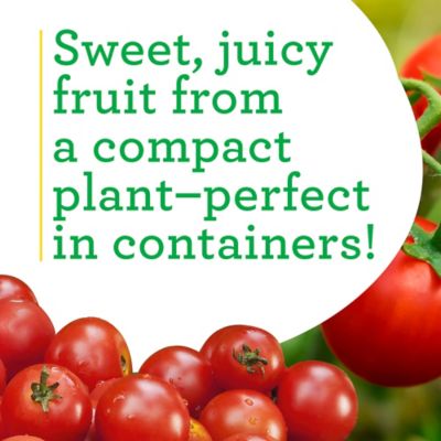 Image showing  19.3 oz. Husky Cherry Tomato Plants, 2 pk.