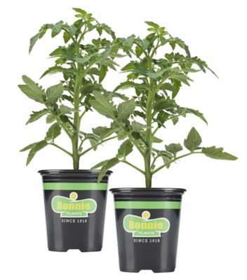 Bonnie Plants 19.3 oz. Red Beefsteak Tomato Plants, 2-Pack