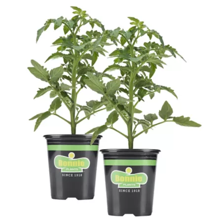 Bonnie Plants 19.3 oz Red Beefsteak Tomato Plants Pack of 2 Vegetable Plants