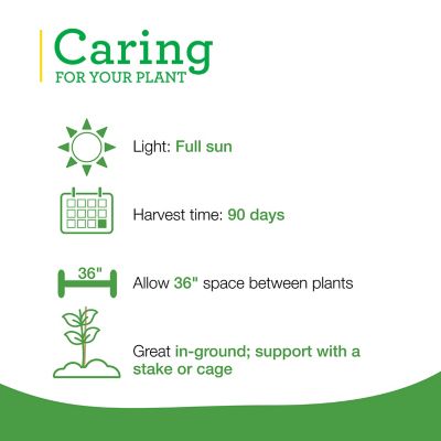 Image showing  19.3 oz. Red Beefsteak Tomato Plants, 2 pk.