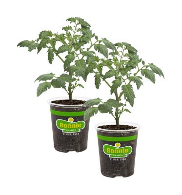 Bonnie Plants 19.3 oz. Bush Goliath Tomato Plants, 2-Pack