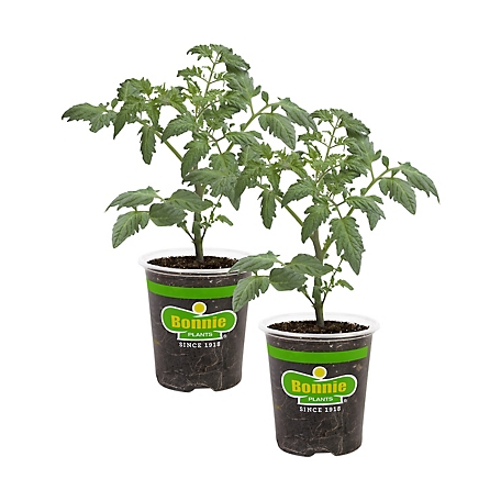 Bonnie Plants 19.3 oz. Bush Goliath Tomato Plants, 2-Pack