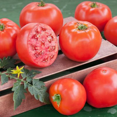 Image showing  19.3 oz. Bush Goliath Tomato Plants, 2 pk.
