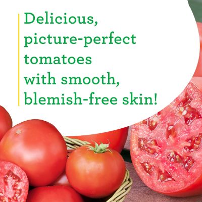 Image showing  19.3 oz. Bush Goliath Tomato Plants, 2 pk.