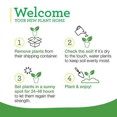 Image showing 8 th Bonnie Plants 19.3 oz. Bush Goliath Tomato Plants, 2 pk.