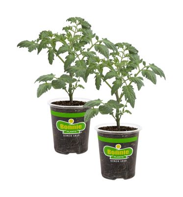 Bonnie Plants 19.3 oz. Cherokee Purple Tomato Plants, 2-Pack