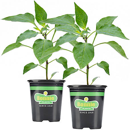 Bonnie Plants 19.3 oz. Sweet Green Bell Peppers Plants, 2-Pack