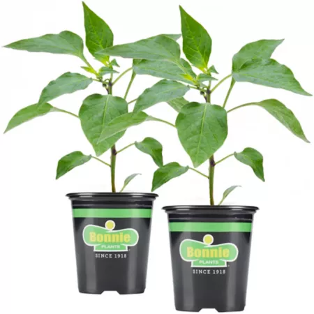 Bonnie Plants 19.3 oz Potted Sweet Green Pepper Plants Pack of 2 Vegetable Plants