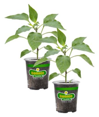 Bonnie Plants 19.3 oz. Potted Red Bell Peppers Plants, 2-Pack