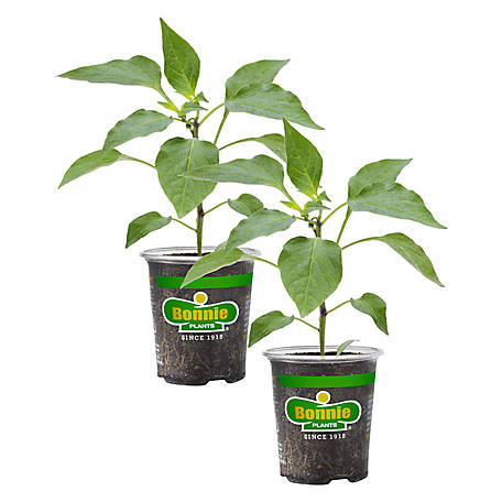 Bonnie Plants 19.3 oz. Red Bell Peppers Plants, 2-Pack