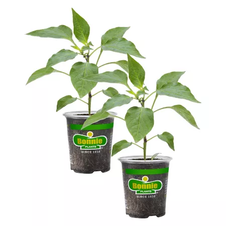 Bonnie Plants 19.3 oz Potted Red Pepper Plants Pack of 2 Vegetable Plants