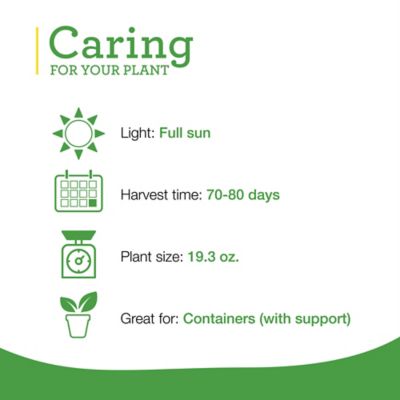 Image showing  19.3 oz. Potted Red Bell Peppers Plants, 2 pk.