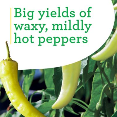 Image showing  19.3 oz. Hot Banana Peppers Plants, 2-Pack