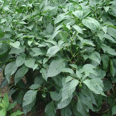 Image showing  19.3 oz. Potted Jalapeno Peppers Plants, 2 pk.