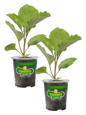 Bonnie Plants 19.3 oz. Black Beauty Eggplant Plants, 2-Pack