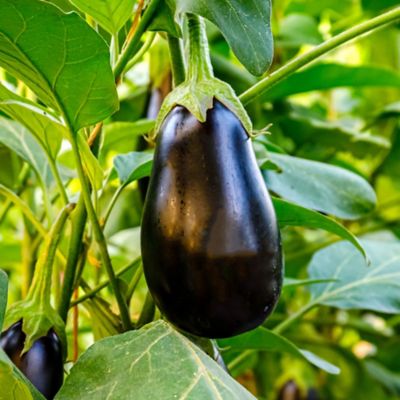 Image showing  19.3 oz. Black Beauty Eggplant Plants, 2 pk.