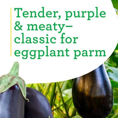 Image showing  19.3 oz. Black Beauty Eggplant Plants, 2 pk.