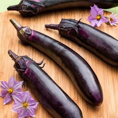 Image showing  19.3 oz. Ichiban Eggplant Plants, 2-Pack