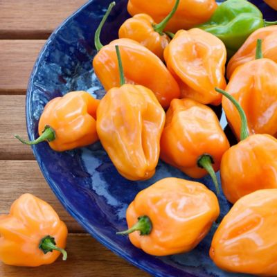 Image showing  19.3 oz. Habanero Pepper Plants, 2 pk.