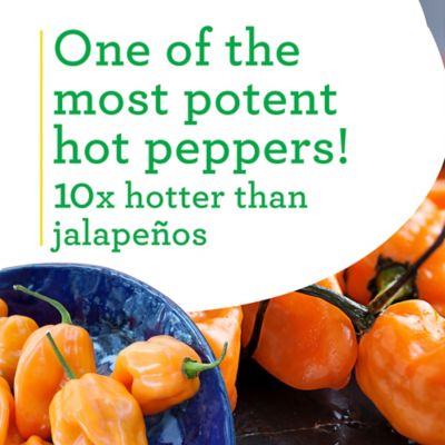Image showing  19.3 oz. Habanero Pepper Plants, 2 pk.