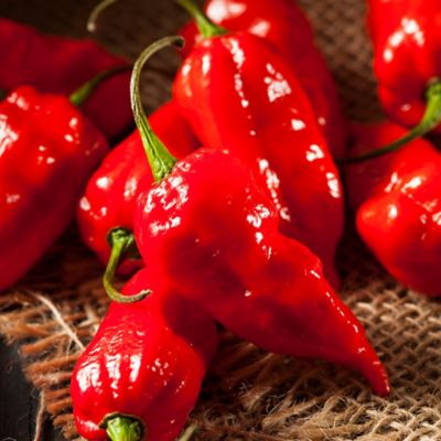 Image showing  19.3 oz. Red Ghost Pepper Plants, 2 pk.