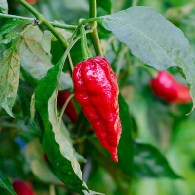 Image showing  19.3 oz. Red Ghost Pepper Plants, 2 pk.