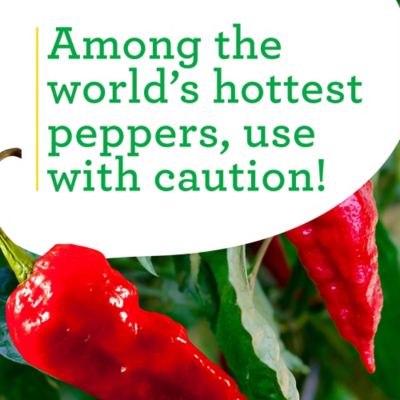 Image showing  19.3 oz. Red Ghost Pepper Plants, 2 pk.