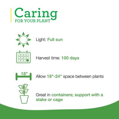 Image showing  19.3 oz. Red Ghost Pepper Plants, 2 pk.