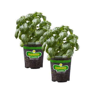 Bonnie Plants 19.3 oz. Sweet Basil, 2-Pack