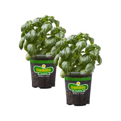 Bonnie Plants 19.3 oz. Potted Sweet Basil Plants, 2 pc.