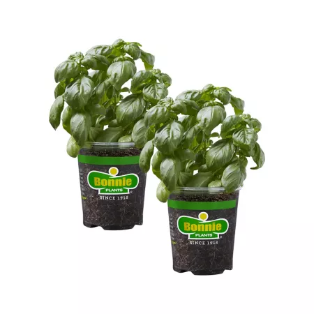 Bonnie Plants 19.3 oz Sweet basil plants in pot 2 pieces Herb Plants