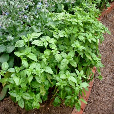 Image showing  19.3 oz. Potted Sweet Basil Plants, 2 pc.