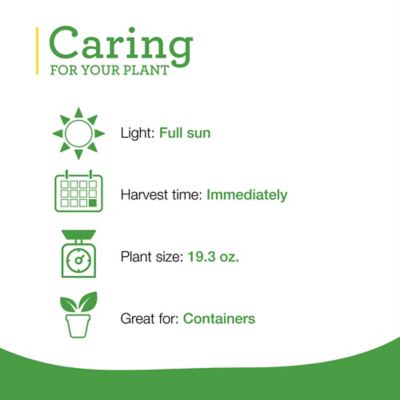 Image showing  19.3 oz. Potted Sweet Basil Plants, 2 pc.