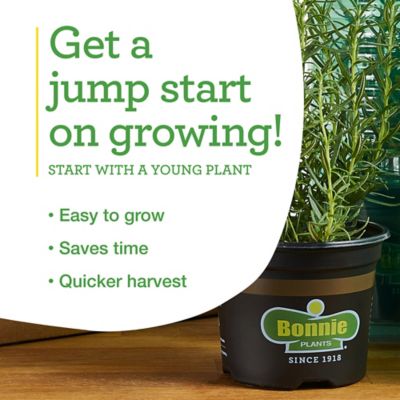 Image showing 7 th Bonnie Plants 19.3 oz. Potted Sweet Basil Plants, 2 pc.