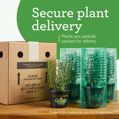 Image showing 8 th Bonnie Plants 19.3 oz. Potted Sweet Basil Plants, 2 pc.