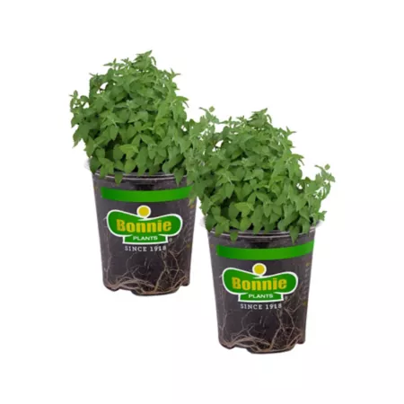 Bonnie Plants 19.3 oz Potted catnip plants 2 pieces Herb Plants