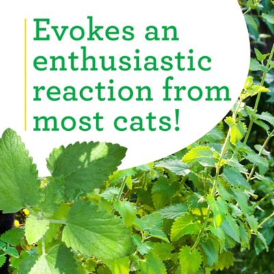 Image showing  19.3 oz. Potted Catnip Plants, 2 pc.